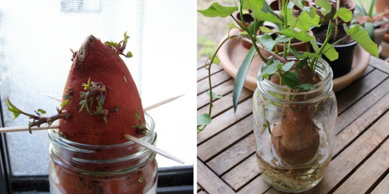Etablissement De La Patate Plongee Dans L Huile