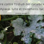 Oïdium des cucurbitacées : Lutte et traitements naturels efficaces