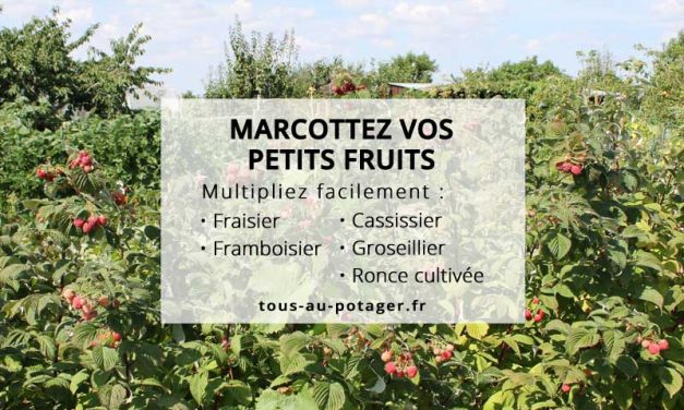Marcotter les fraisiers, framboisiers, cassissiers, groseilliers, et ronces cultivées