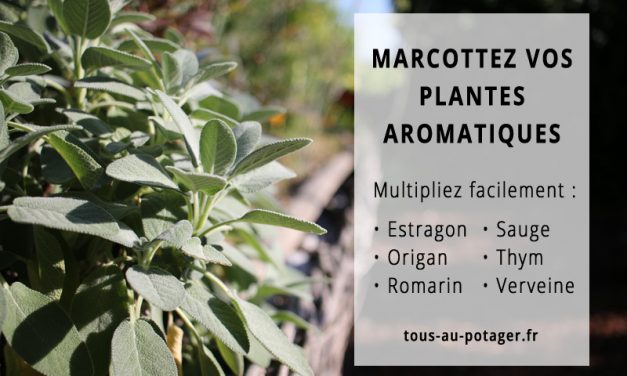 Marcotter les plantes aromatiques : estragon, origan, romarin, sauge, thym et verveine
