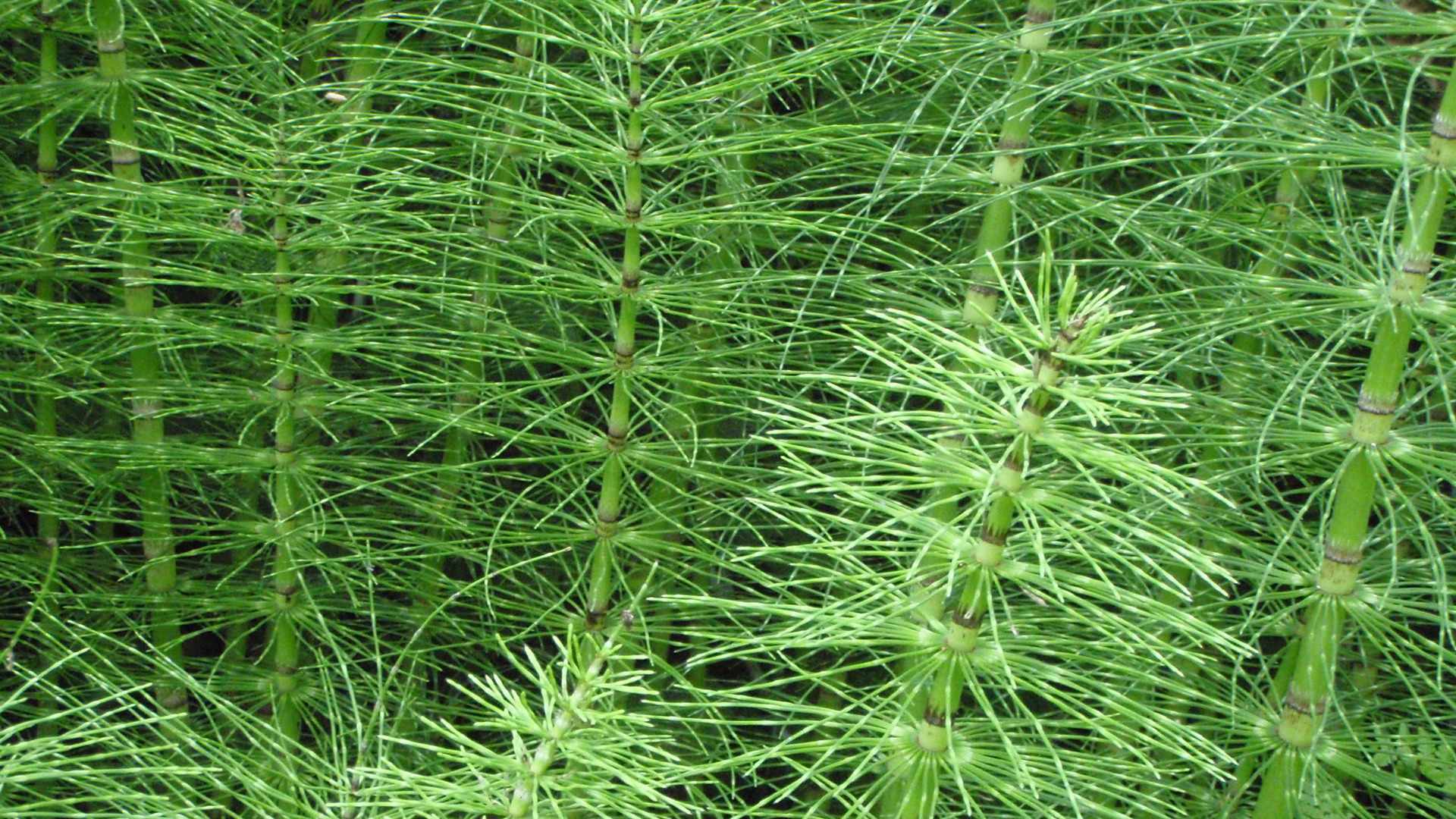 Tiges de prêle pour purin et décoction