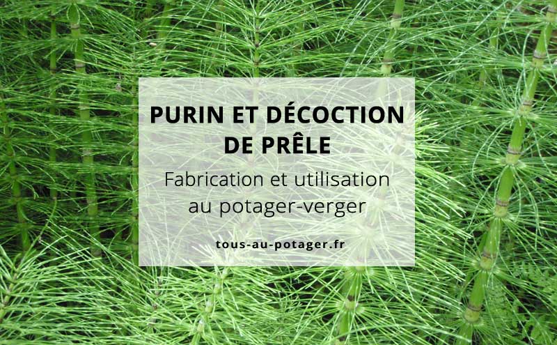 Purin et décoction de prêle : Fabrication et utilisation au jardin