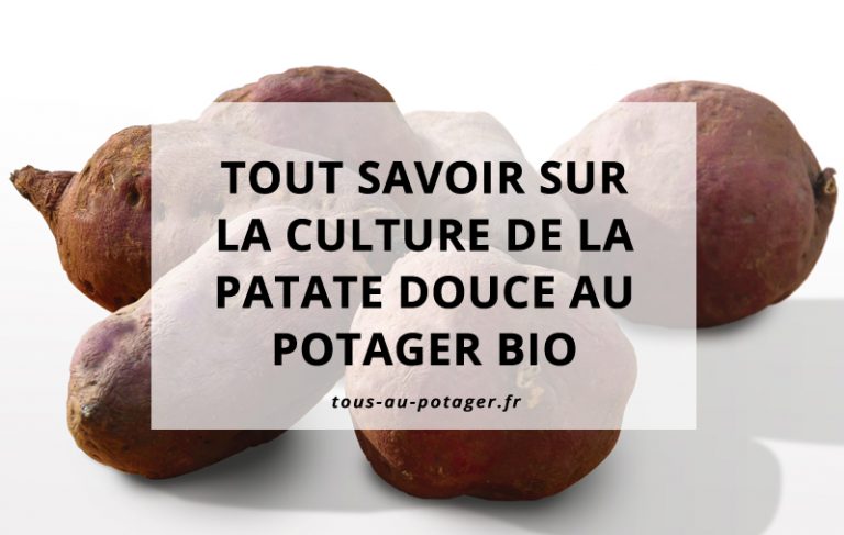 Culture de la patate douce : bouturer, planter, entretenir et récolter