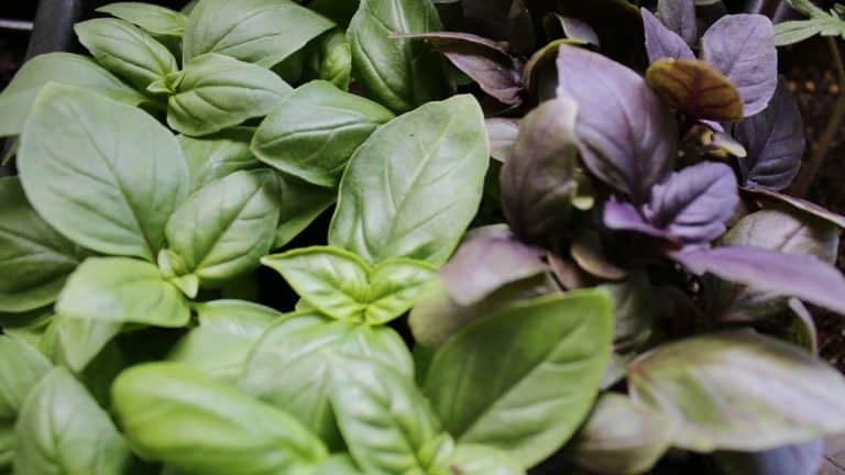 Jeunes plants de basilic issus d'un semis en terrine