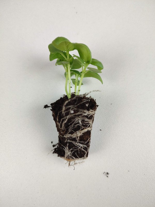 Jeunes plants de basilic avec motte bien enracinée sortis d’une alvéole de semis, prêts à être repiqués