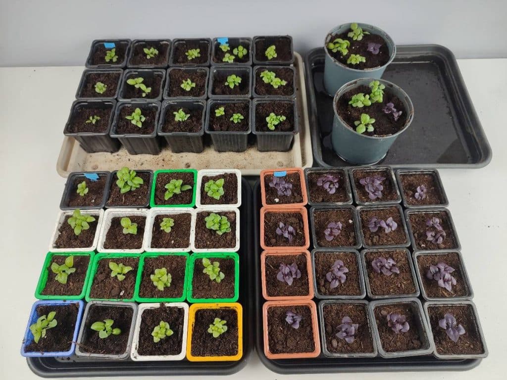 Jeunes plants de basilic verts et pourpres repiqués en petits godets après le semis