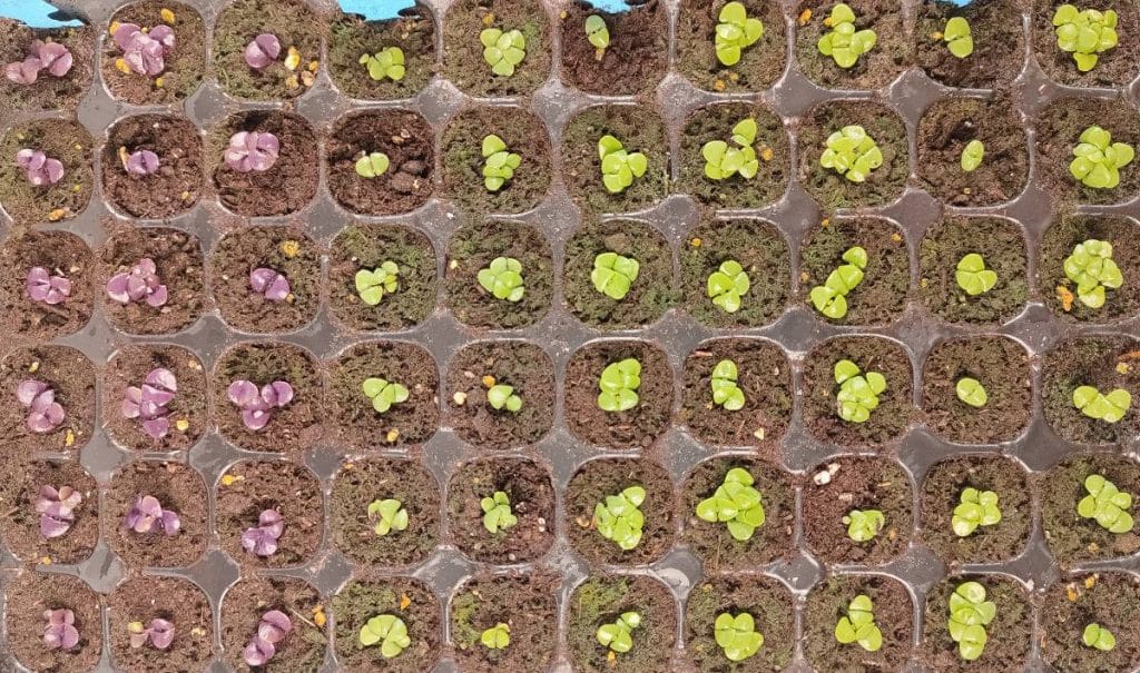 Levée du basilic en plaque de semis