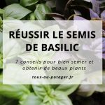 7 conseils pour réussir le semis de basilic