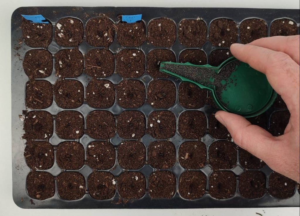 Semis de basilic en plaque de semis