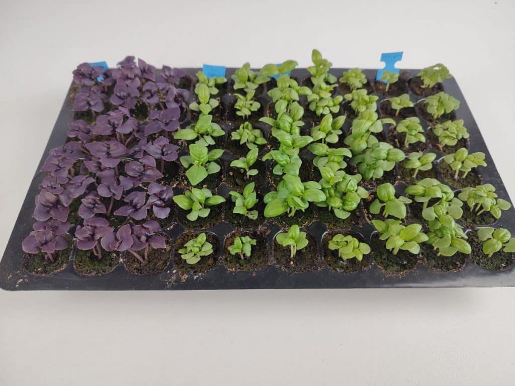 Plaque alvéolée de semis de basilic verts et pourpres 19 jours après le semis (4 variétés)