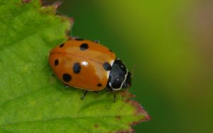 coccinelle-des-friches-will-georges