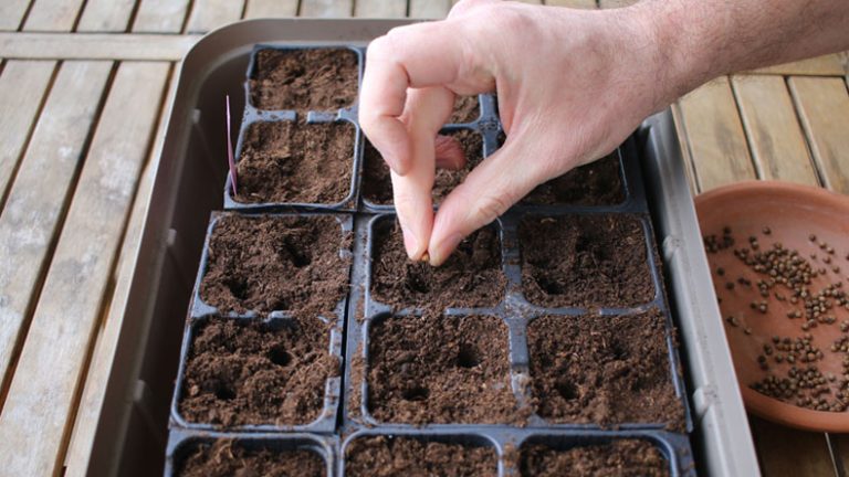 Semer les graines potagères et aromatiques : techniques de semis