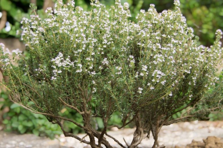 Plant de thym cultivé au potager