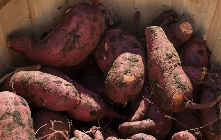 Récolte de patates douces