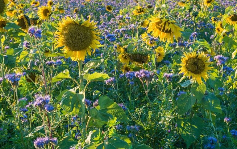 Mulch, compost et engrais verts : mes pratiques pour un sol vivant et fertile