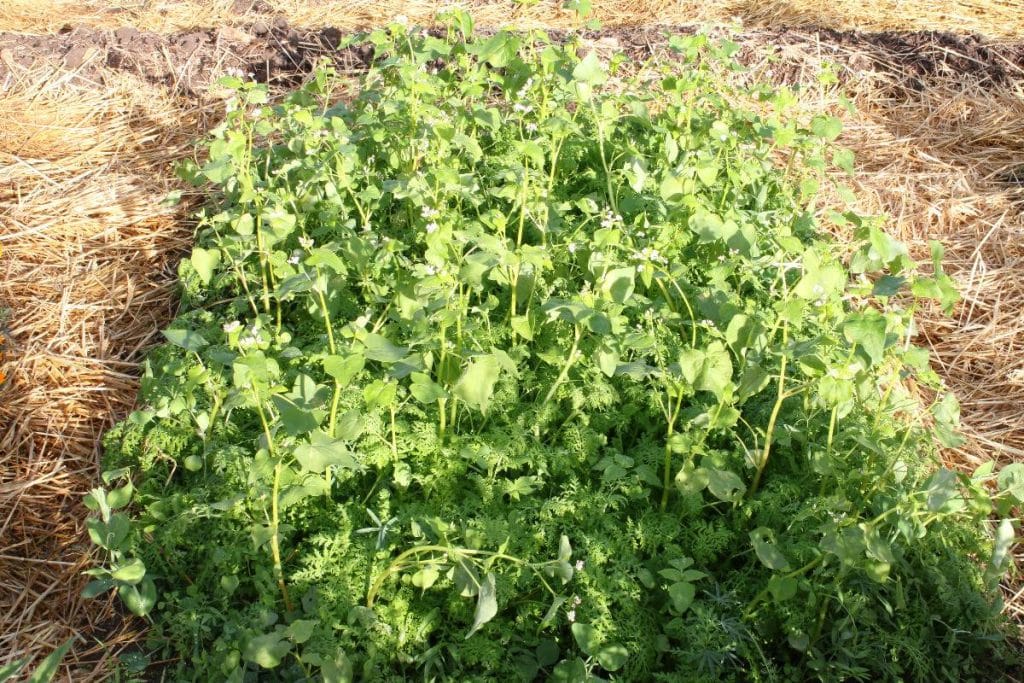 Mélange d’engrais verts composé de pois fourrager, sarrasin, vesce commune, lupin jaune, trèfle incarnat, trèfle d’Alexandrie et phacélie pour régénérer le sol du potager.