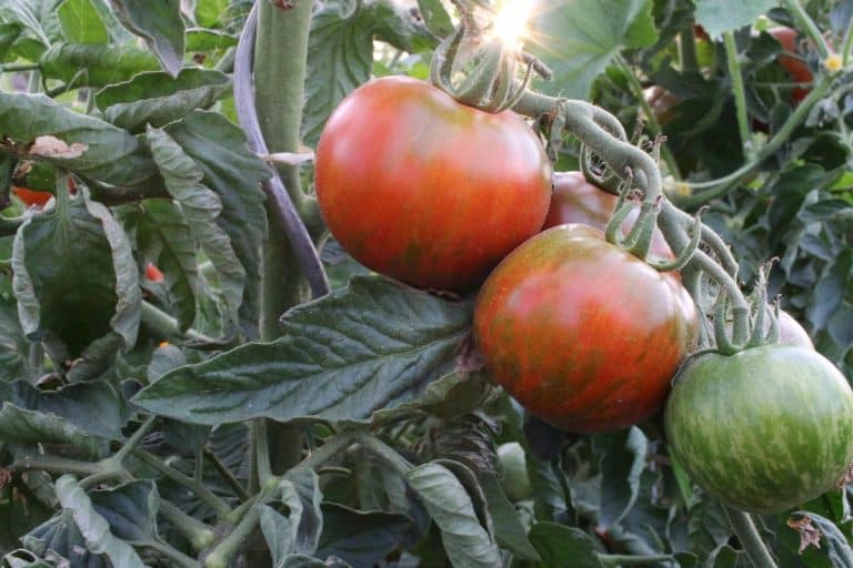 grappe de tomates bigarrées au potager