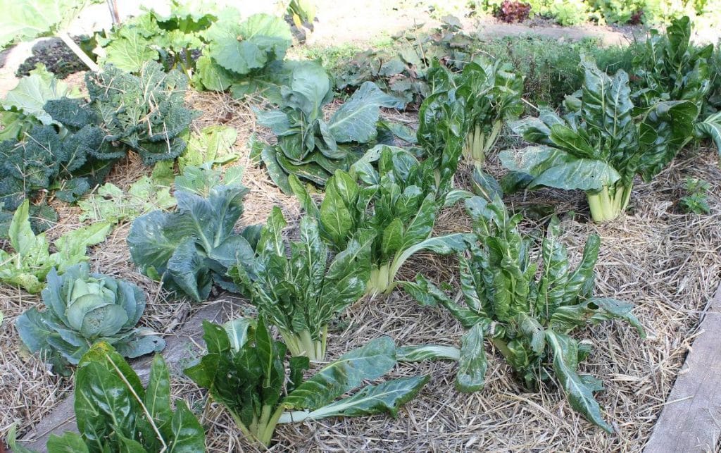 Sol du potager couvert d’un mulch organique autour des cultures pour préserver l’humidité et la vie du sol.