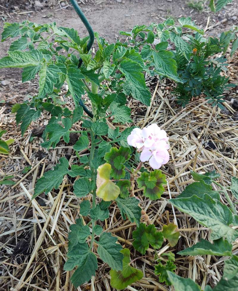 Association de tomate et pélargonium au potager