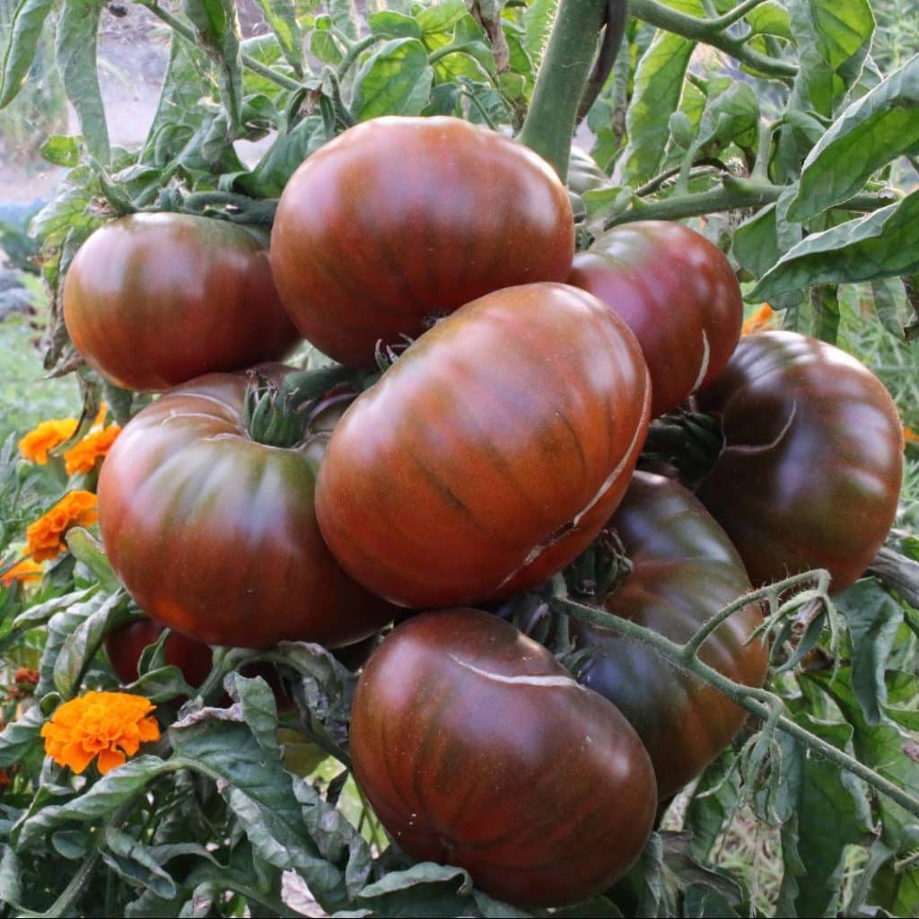 Gros plan sur un bouquet de tomates Noire de Crimée greffée, montrant une production importante pour une variété souvent capricieuse.
