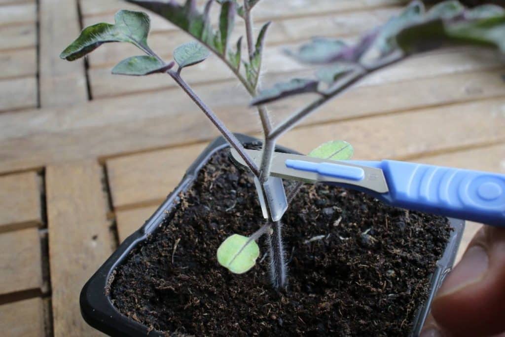 Scalpel positionné sur un clip de greffage de tomate, juste avant la coupe