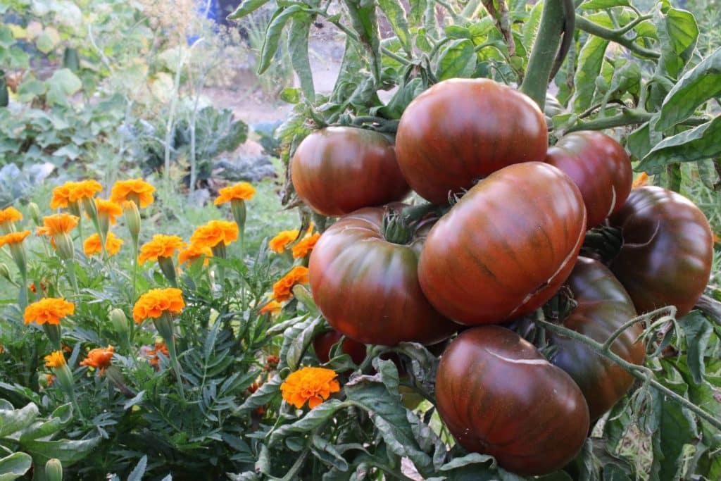 Plant de tomate Noire de Crimée greffée présentant un gros bouquet de fruits, plus important qu’un plant classique.