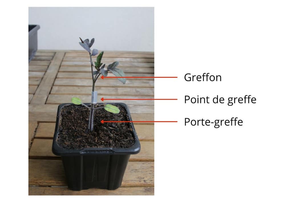 Schéma d’un plant de tomate greffé montrant le greffon, le porte-greffe et le point de greffe identifié par des flèches.