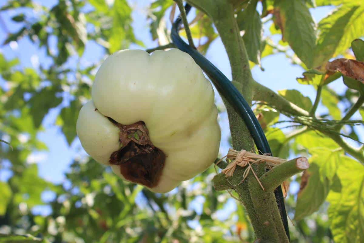 Nécrose apicale sur une tomate, tache brun-noir typique en bout de fruit
