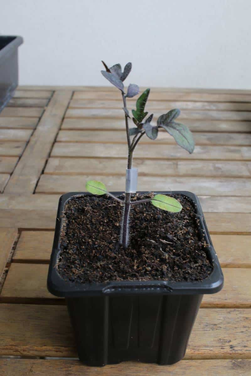 Greffe de tomate à la japonaise avec clip de greffage