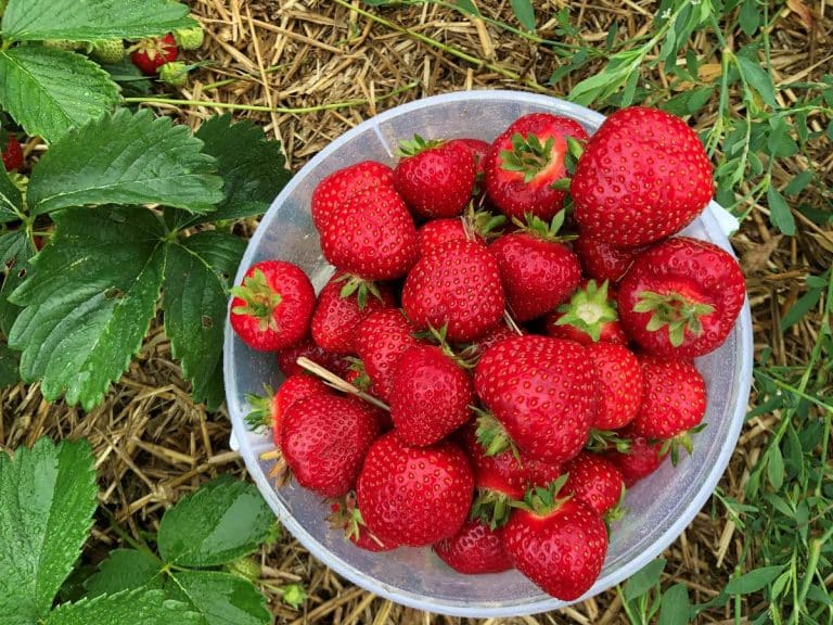 Récolte de fraises au potager, base d’un coin fruits rouges