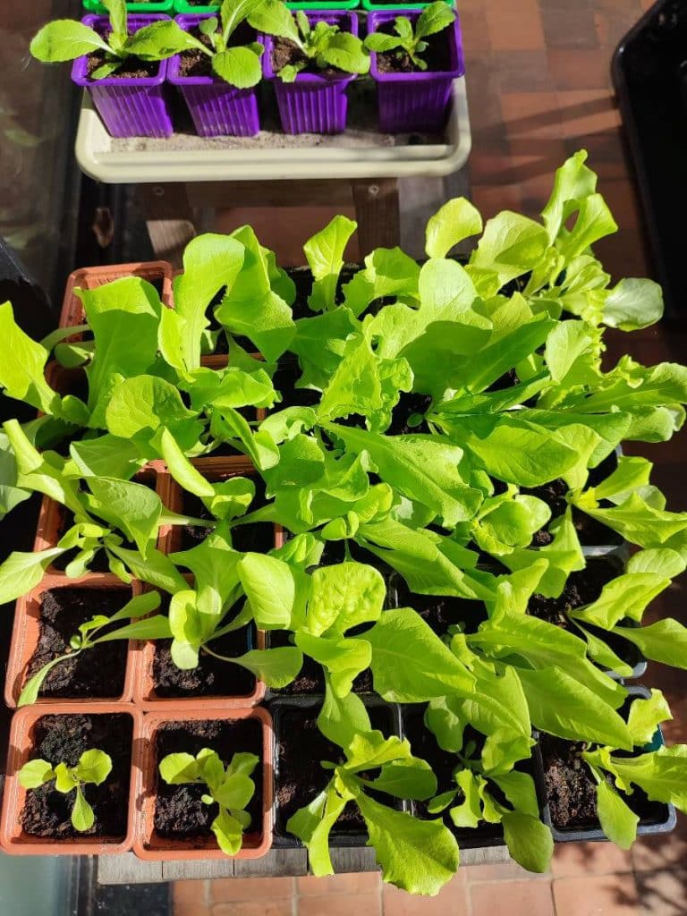 Plants de laitue en godets placés dehors pour l’acclimatation avant plantation