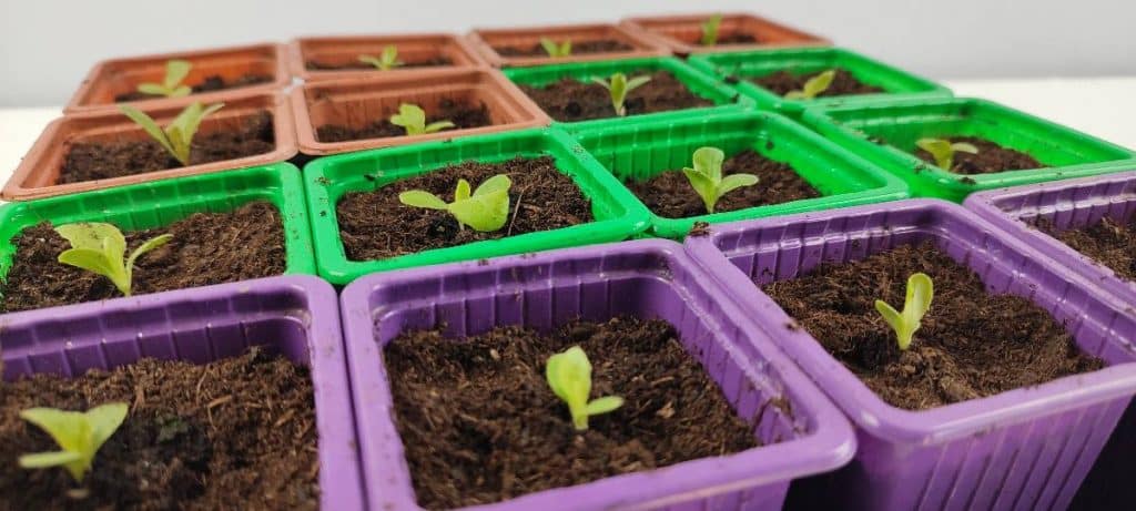 Jeunes laitues repiquées en godets après la phase de semis en plaque