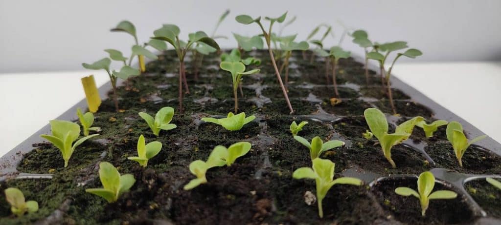 Jeunes plantules de laitue en plaque alvéolée au stade avant repiquage