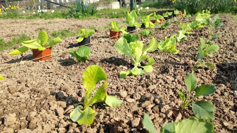 Plants de laitue en godets, bien développés avant plantation au potager