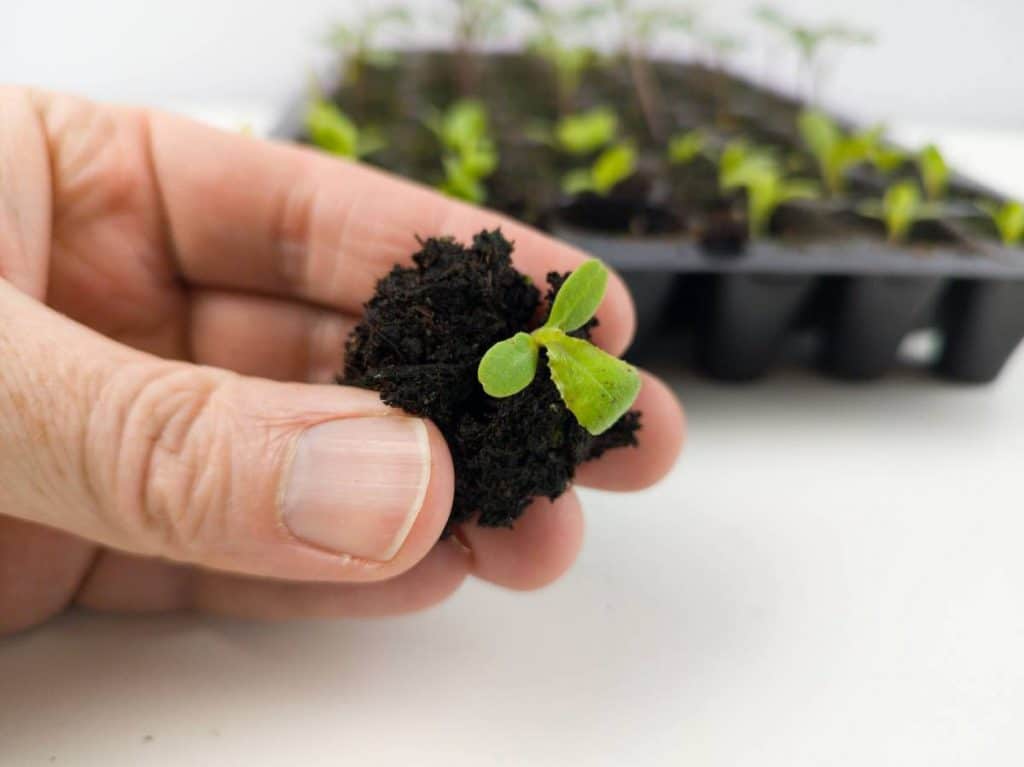 Jeune laitue prélevée avec sa motte avant repiquage en godet