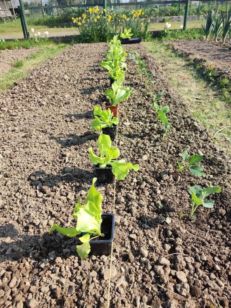 Plantation de laitues de printemps sur une plate-bande au potager