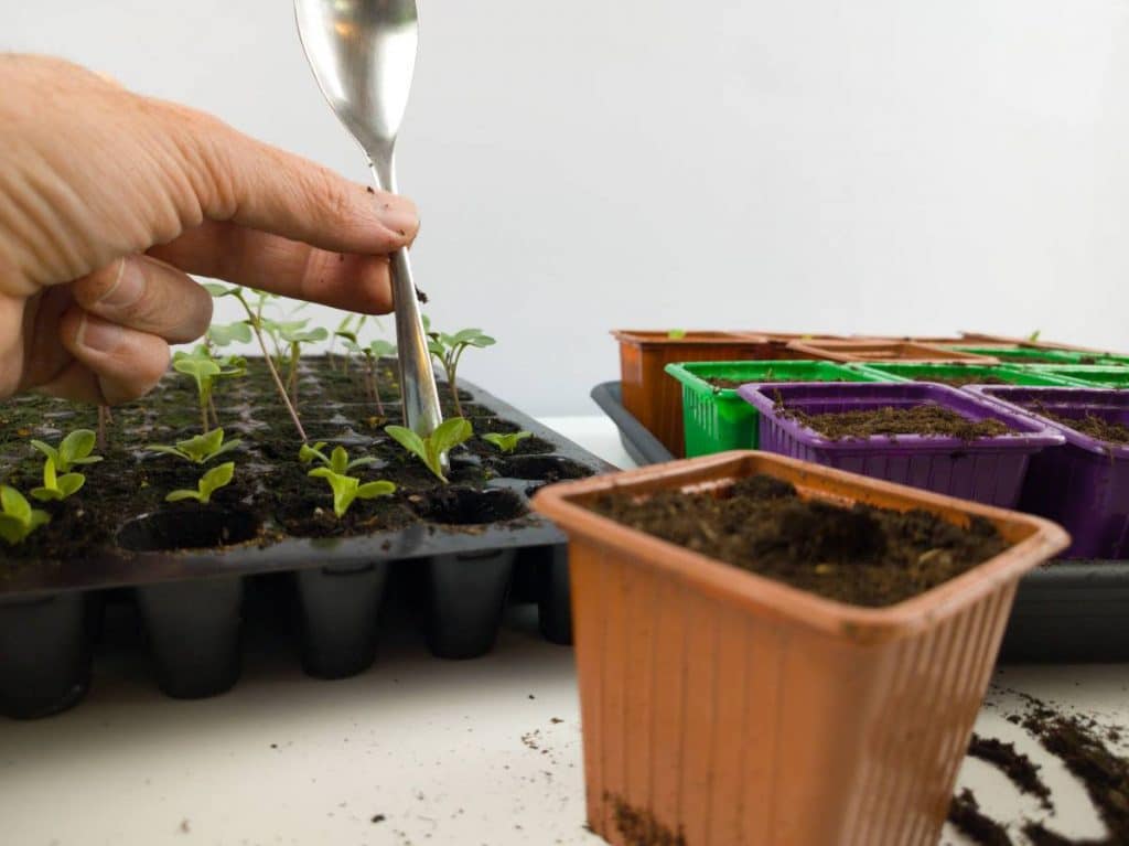 Repiquage de jeunes laitues avec une cuillère depuis une plaque alvéolée