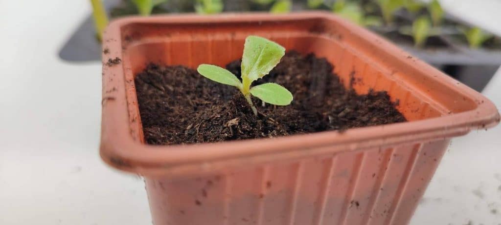 Jeune plant de laitue installé dans un petit godet après repiquage