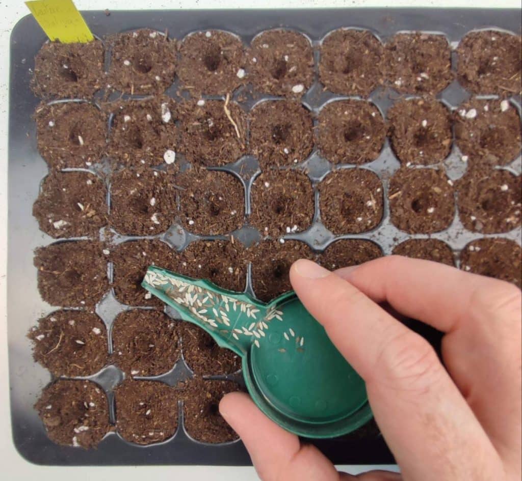 Semis de laitue en plaque alvéolée avec une graine déposée dans chaque alvéole