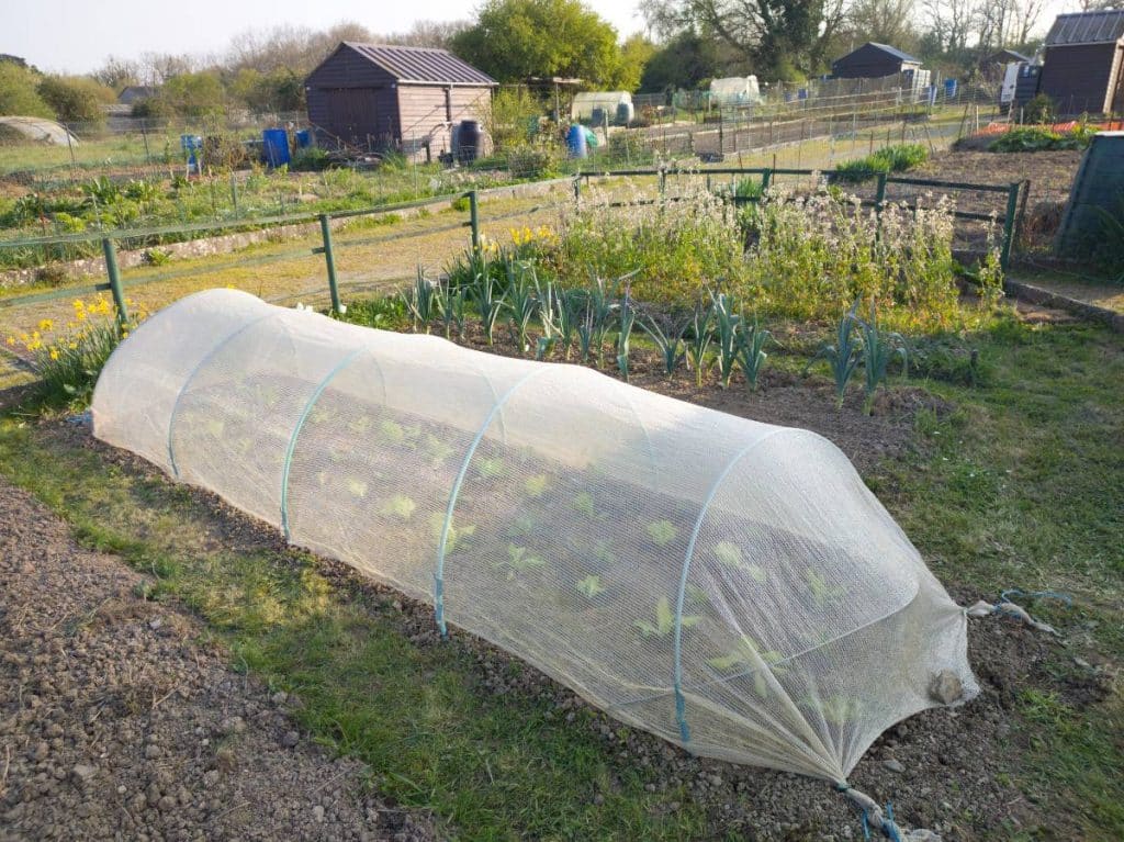 Laitues de printemps protégées sous tunnel nantais au potager