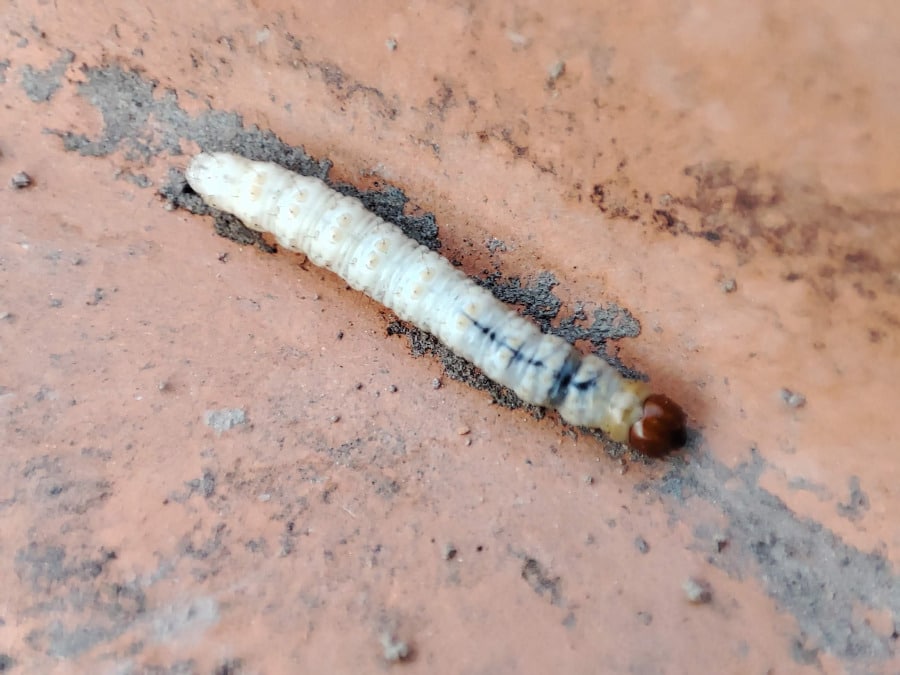 chenille d hepiale aussi appelee louvette