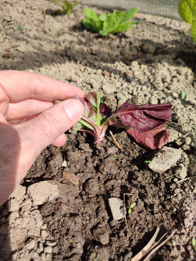 inspection d une laitue flétrie attaquée par une hépiale