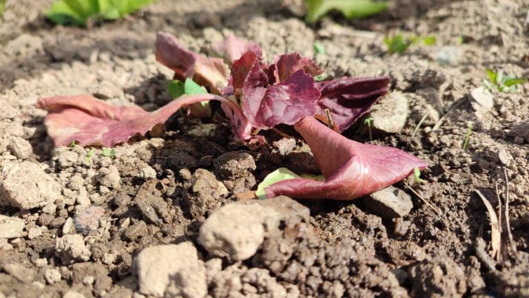 laitue flétrie après attaque d'hépiale