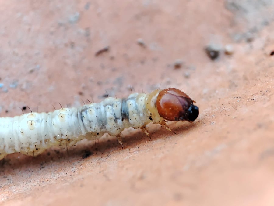 macro de la tete d une hepiale