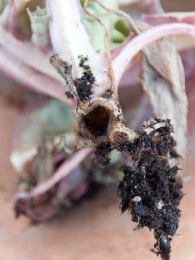 pivot de laitue creusé par une hépiale