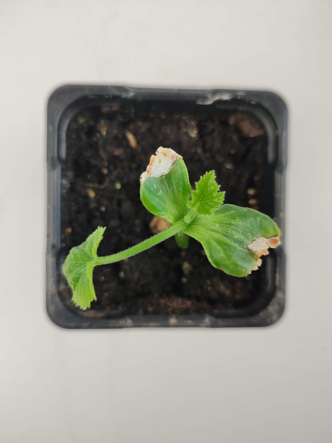 Jeune plant de courgette chétif