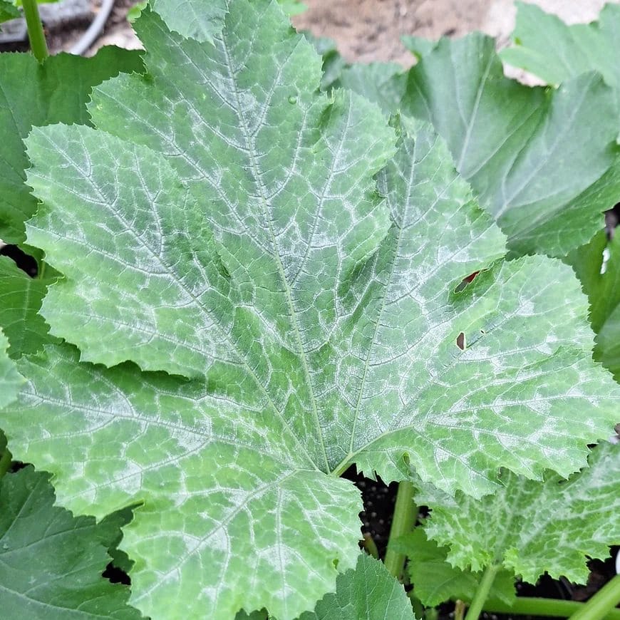 Argenture de la courgette
