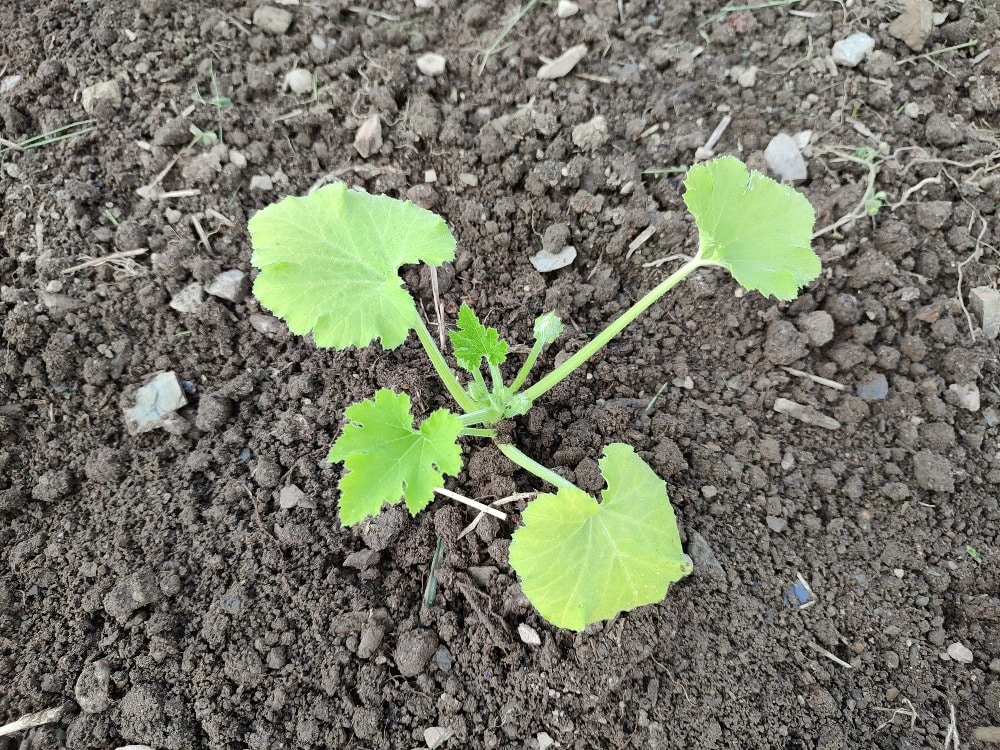Plant de courgette bien installé, avec collet au bon niveau après plantation