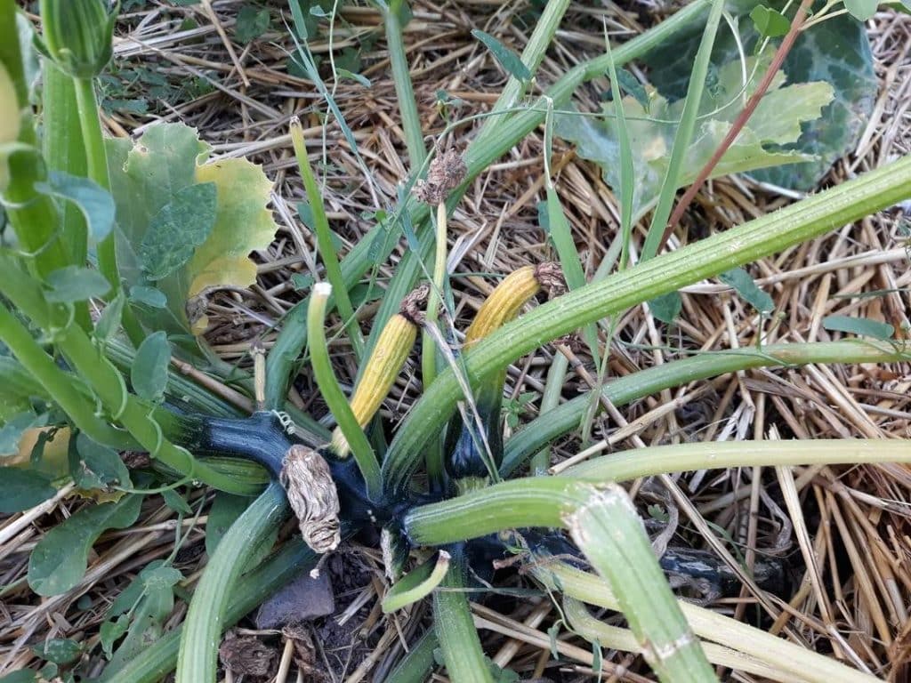 Jeunes fruits de courgette jaunissant et avortant sur le pied