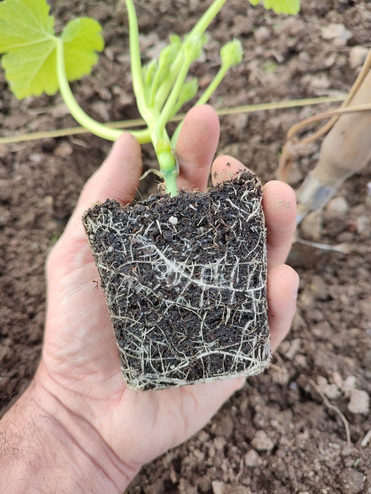 Motte de courgette bien enracinée avant plantation au potager